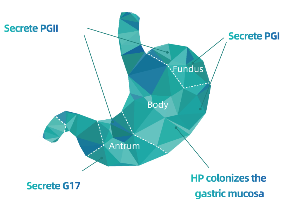 Antibody Antigen for Gastric Cancer Detection