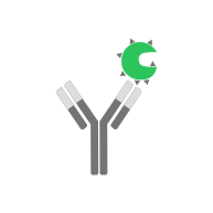 Monoclonal Antibody Development
