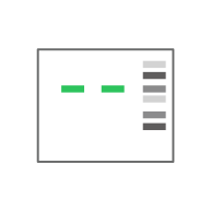 WB western blot electrophoretogram cnpair