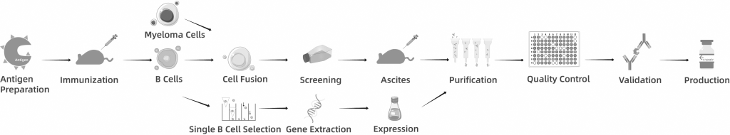 Monoclonal Antibody Development