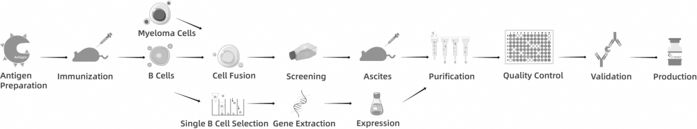 Monoclonal Antibody Development