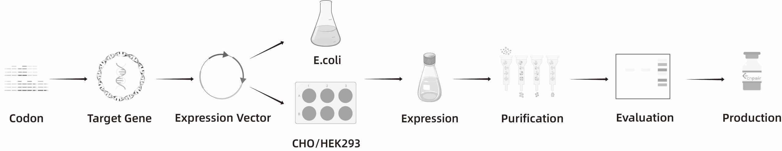 cnpair recombinant Protein Development