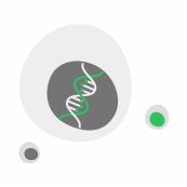 cell fusion
