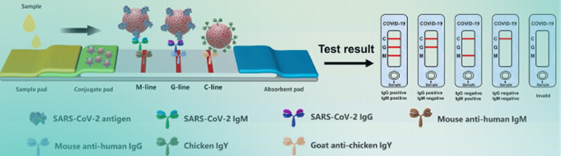 Sandwich-type LFIA test strips of HIV p24 antigen and SARS-CoV-2(1)